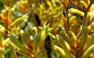 袋鼠爪花的寓意，寓意幸運(yùn)高雅、頑強(qiáng)堅(jiān)韌