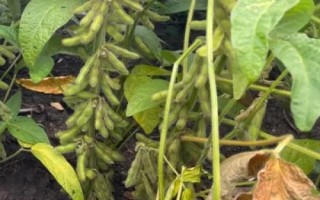 河農鮮豆2號大豆種子特征特性，播種行距45～50厘米
