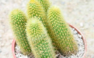 黃金鈕的花語，寓意美好、溫暖的家庭等