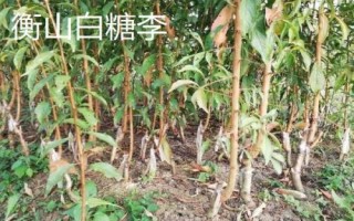 李子樹苗的品種推薦，脆紅李和胭脂李市場(chǎng)認(rèn)可度高