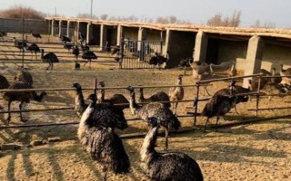 鴕鳥(niǎo)怎么養(yǎng)殖，不需要提供能量過(guò)多的飼料