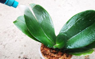 蝴蝶蘭的養(yǎng)護(hù)方法，適合在15-20℃左右生長
