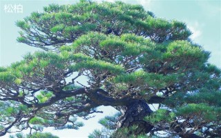 戈原的植物種類，常見的有羊草、芍藥花等