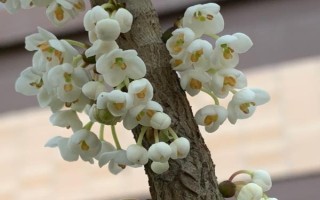 野桂花簡(jiǎn)介，一般是指柃木