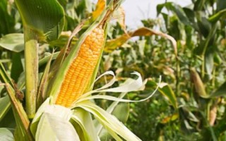 金穗315玉米種子特征特性，出苗至成熟120天