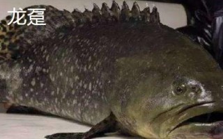 石斑魚(yú)的種類(lèi)，種類(lèi)繁多分布在不同地區(qū)