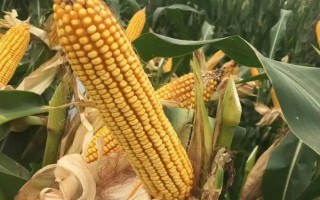 農(nóng)華106玉米種子簡介