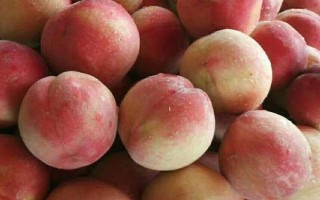 水蜜桃成熟所需時(shí)間，開花后需要3-4個(gè)月才能結(jié)果成熟