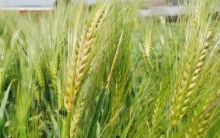堯麥31小麥種子簡介，小穗密度中