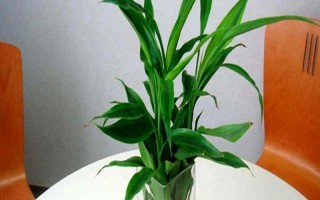 怎么養(yǎng)富貴竹，適宜生長(zhǎng)在陰涼的環(huán)境中