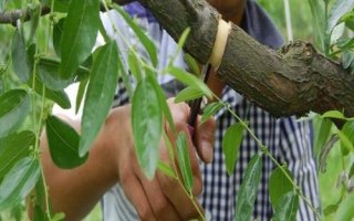 棗樹的環(huán)割原理，是為了阻止樹上部養(yǎng)分向根系輸送