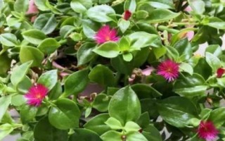 牡丹吊蘭是什么植物，屬多年生常綠草本植物