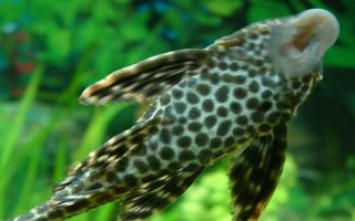 清道夫魚的價(jià)格，會(huì)受到品種、規(guī)格等條件的影響