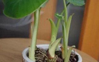 芋頭盆栽種植方法，選擇透氣性好的花盆