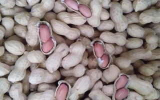 花生品種308的產(chǎn)量，白沙308可達(dá)到800-1000斤左右