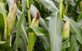 先玉糯335玉米種子介紹，4月下旬至5月上旬播種