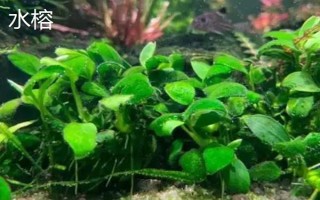 缸里有魚后如何種植水草，首先選擇生長健康、沒有遭受病蟲害的水草