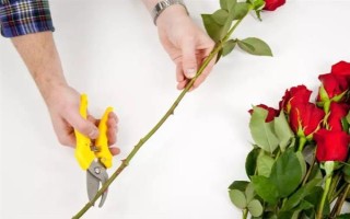 玫瑰花如何風(fēng)干，常見(jiàn)風(fēng)干方法有懸掛風(fēng)干法、自然干燥法、微波爐烘干法