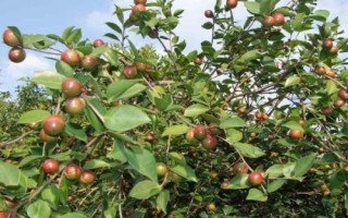 油茶樹的價(jià)格和種植前景，衍生品可應(yīng)用于多個(gè)領(lǐng)域