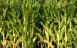 正大637玉米種簡介，春播平均全生育期119.4天