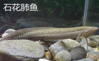 什么是非洲肺魚，通常指原鰭魚、也叫鈍吻肺魚