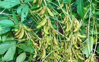 北豆40大豆種子介紹，在適應(yīng)區(qū)5月上旬播種