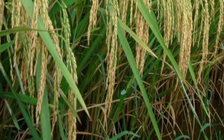 大糧202水稻品種的特性，大田每畝用種量3～4千克
