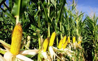 沈禾201玉米種子特征特性，注意防治大斑病