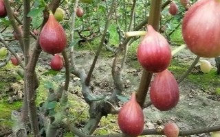 無花果的種植前景，當(dāng)前市場需求大前景可觀