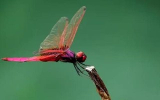 蚊子怕什么，懼怕蚊香、殺蟲劑等化學(xué)物品