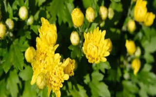 構(gòu)成菊花植株結(jié)構(gòu)和功能的基本單位，基本單位是細(xì)胞