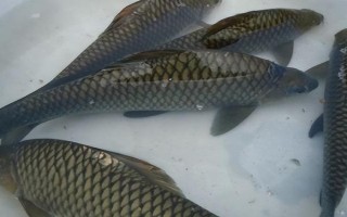 中國哪里的淡水魚產(chǎn)量最大，第一大省為湖北省