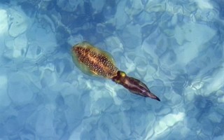 魷魚是哪種動物，是槍烏賊科軟體動物