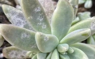 多肉的常見病及處理方法，常見的有赤霉病、炭疽病等