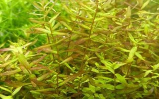 寬葉榕水草好不好養(yǎng)，很適合初次種植水草的新手