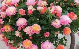 在哪里購買樹狀月季苗，苗木企業(yè)和花卉市場是適宜選擇