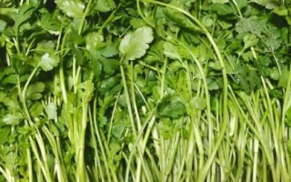 霜降過后可以在陽臺(tái)上種什么蔬菜，可種植白菜、胡蘿卜、大蒜等品種