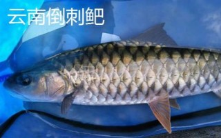 中華倒刺鲃與光倒刺鲃有什么區(qū)別，中華倒刺鲃的體態(tài)近似鯉魚