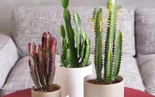 擺放龍骨花的禁忌，臥室、陰涼處、財神位都不能擺放