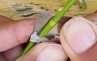 月季可以和什么樹嫁接，包括玫瑰、薔薇等品種
