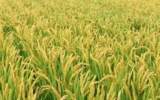 天潤(rùn)661(3166)水稻種子特點(diǎn)，大田插植密度以每畝1.3萬(wàn)穴