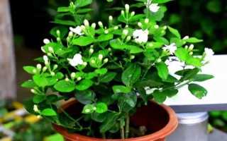 茉莉花如何養(yǎng)殖，喜歡生長光照充足的環(huán)境下