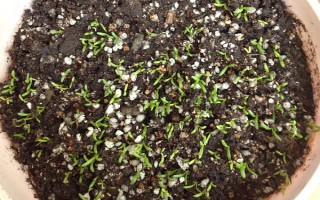 孔雀草的發(fā)芽時間，通常為播種后10天左右