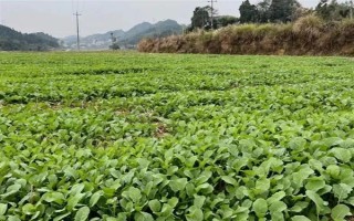 油菜為什么會僵苗，是受到干旱漬害、缺肥、病蟲害等因素的影響