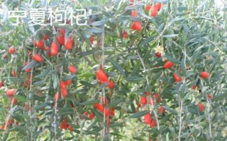 枸杞苗適合什么時候種植，每年春季的3-4月成活率最高