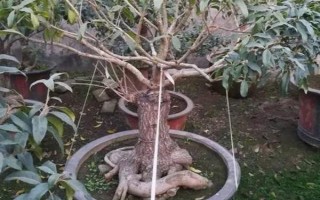 養(yǎng)殖桂花樹的方法，春秋季節(jié)每隔3-4天澆一次水
