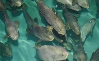 淡水石斑魚苗的品種，不同品種分布區(qū)域不同