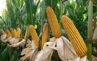 安農(nóng)591玉米種介紹，種植密度為每畝4000株
