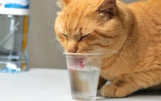 貓?zhí)蛄说夥暮蠊赡艹霈F(xiàn)食欲不振、精神萎靡、嘔吐腹瀉等癥狀