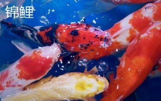 錦鯉和龍鳳錦鯉有什么區(qū)別，前者的體型較大、后者的體型相對(duì)較小